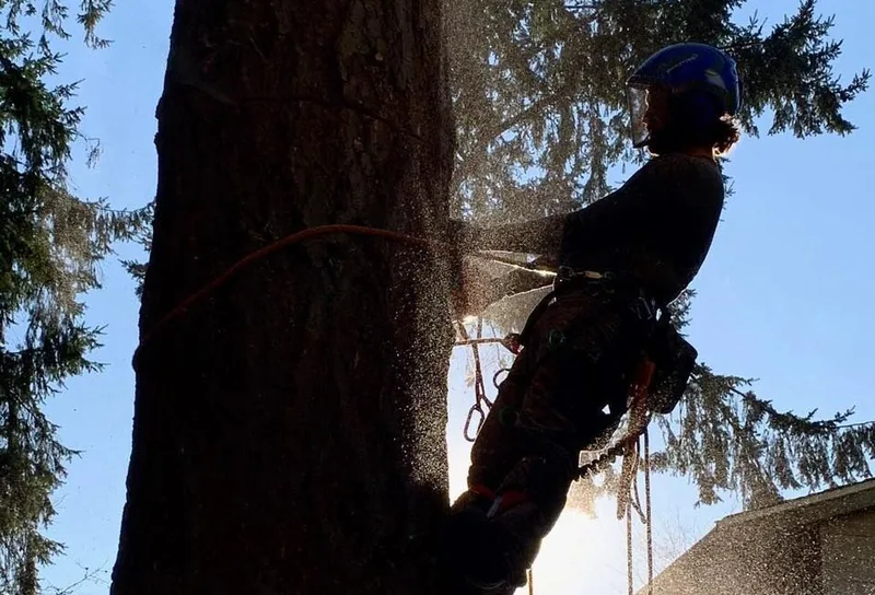 A climber cutting into a backlit trunk with sawdust spraying out of the cut