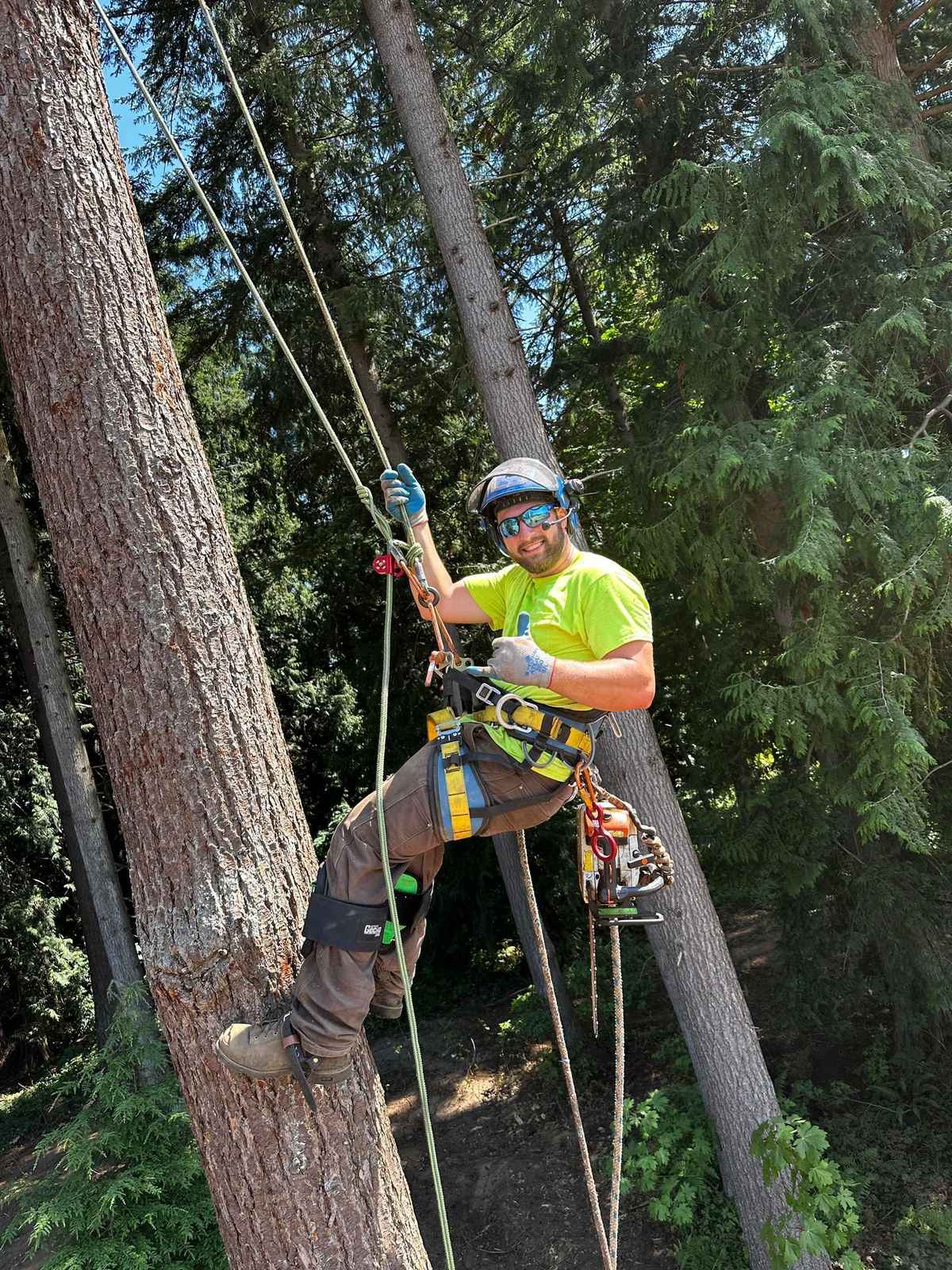 Alex Moon, co owner, roped in high in a tree with a chainsaw on his harness