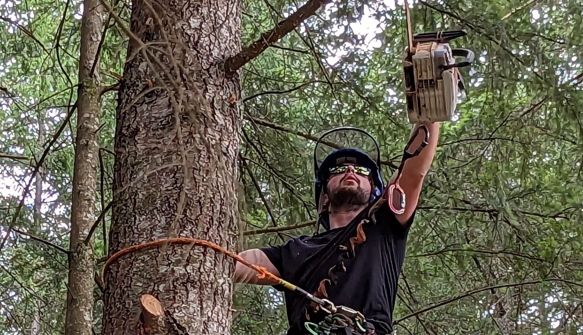A climber reaching up to clip a chainsaw onto his line beside a fresh cut face