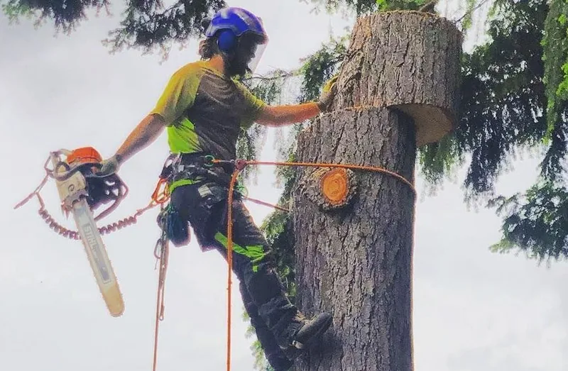 A climber roped in, cutting a section out of a trunk