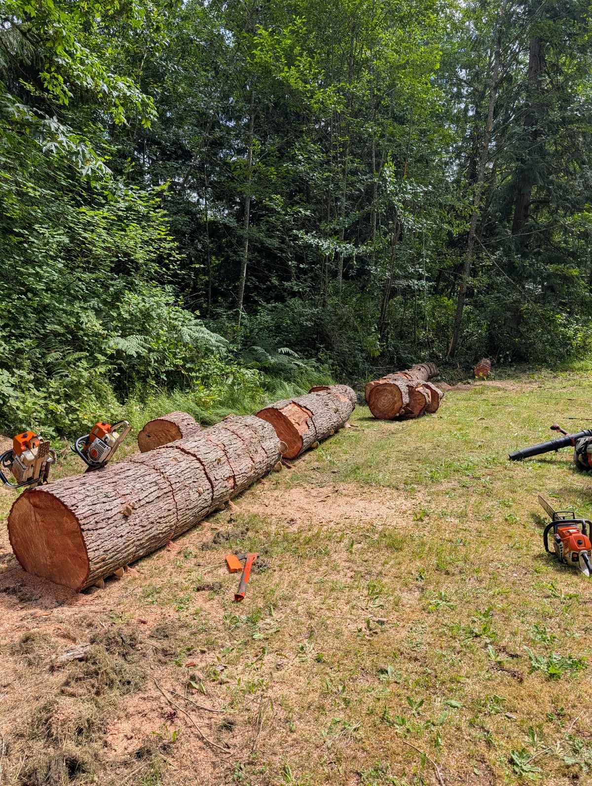 A felled trunk cut into rounds on a lawn with saws and gear where the crew set them down
