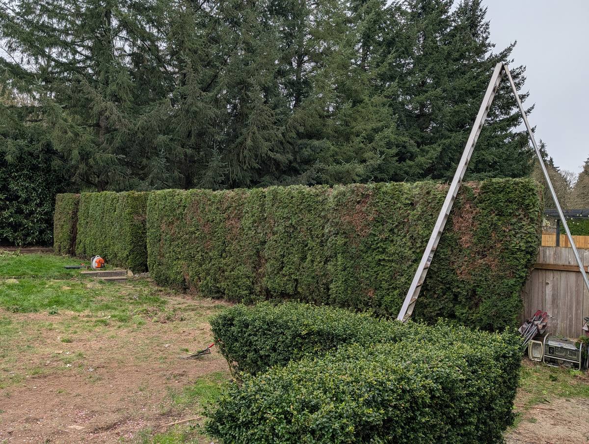 The same arborvitae hedge cut back to a straight line later that day