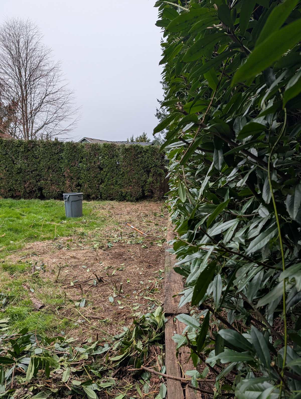 A laurel cut back along a boundary with the ground clear underneath
