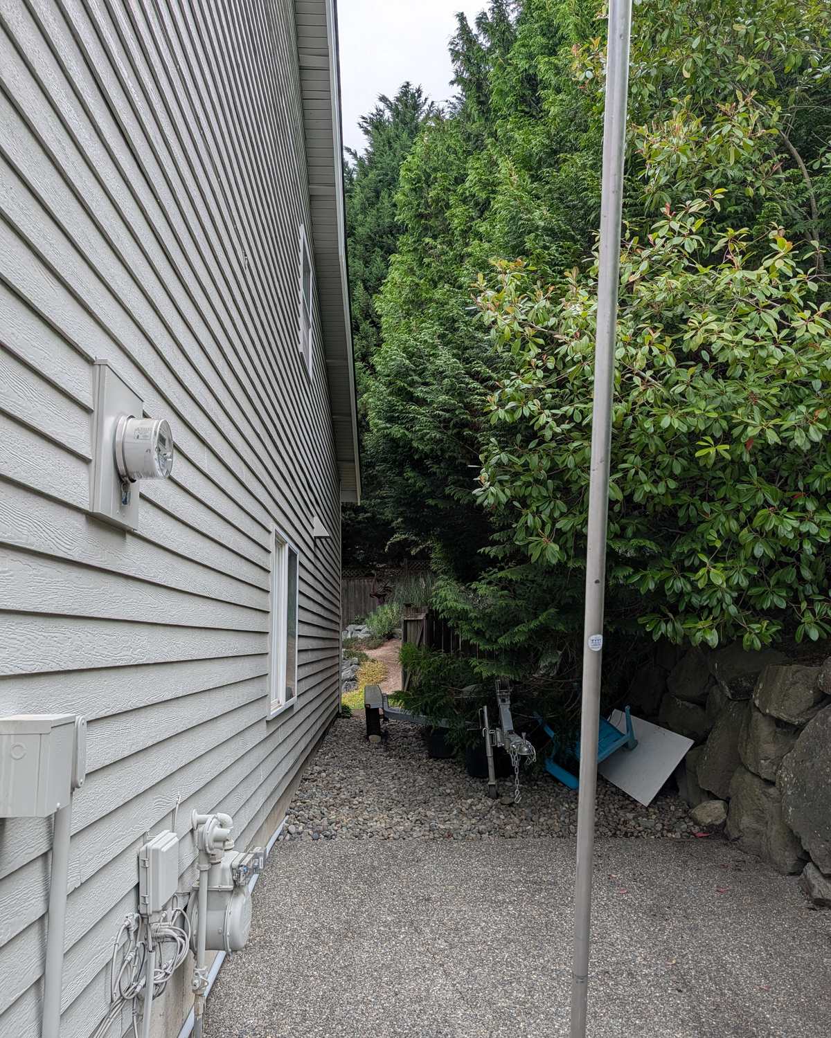A gravel side passage grown shut by a laurel and a conifer tight against the siding of a house