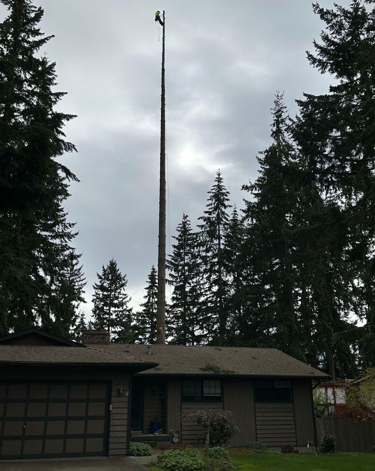 A limbed spar standing above a house roofline partway through a sectional removal