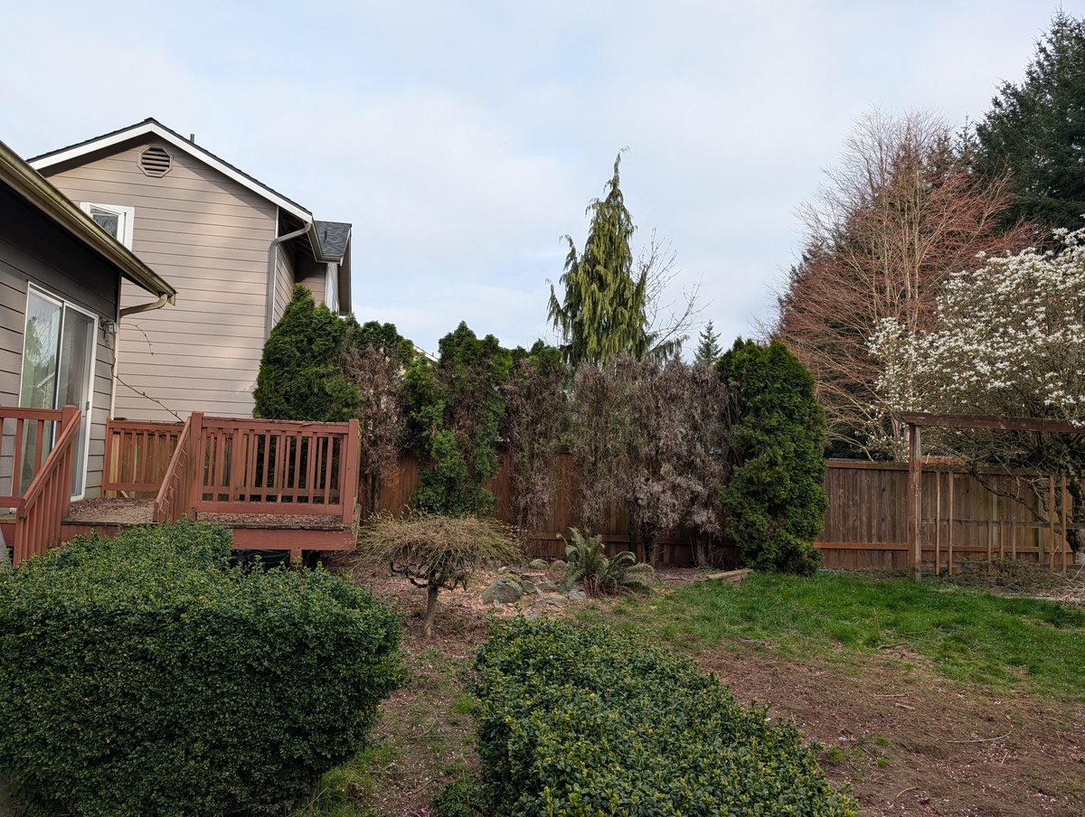 A back yard with an overgrown hedge running the length of the fence line