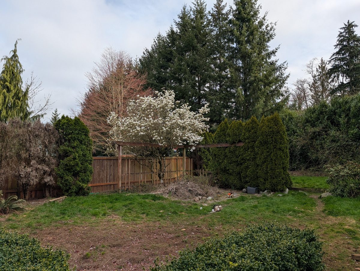 A second view of the same back yard before the hedge was cut
